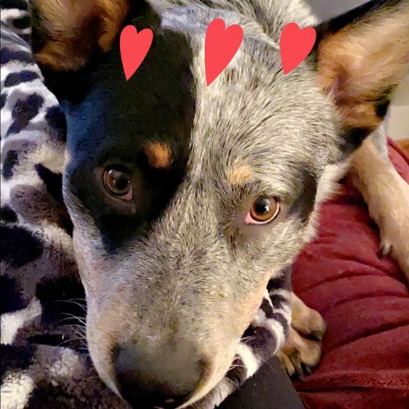 Meet your Posher, Rachel - Picture 1 of 1